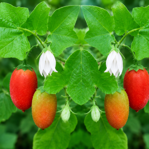 তেলাকুচা (Ivy Gourd / Coccinia grandis)