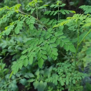 সজনে পাতা (Moringa oleifera)